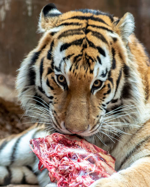 Hungry tiger in animal Park. Tiger is symbol 2010  year of the Chinese date.