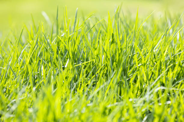 Closeup grass in sunshine, background with copy space, full frame horizontal composition