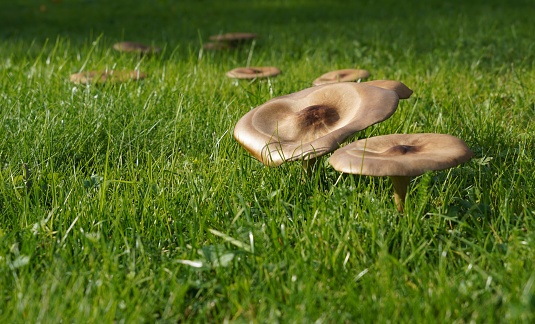 Two mushrooms growing in grass with copy space. In background there are other mushrooms.