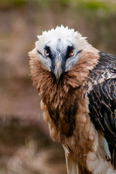 istock Close-up of a bearded vulture 1367403746
