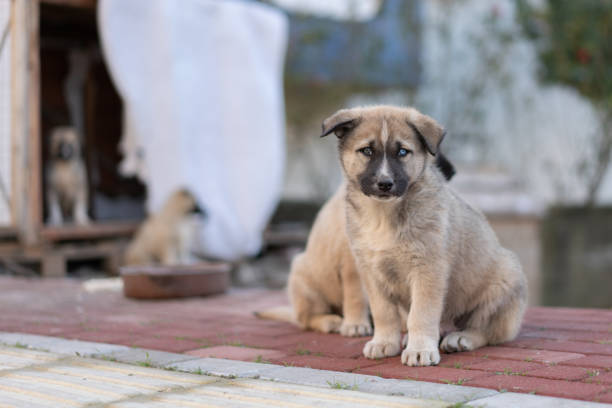 sans-abri chiot - dog street loneliness solitude photos et images de collection