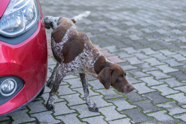 discapacidad perro callejero orinando en la rueda - orinar fotografías e imágenes de stock