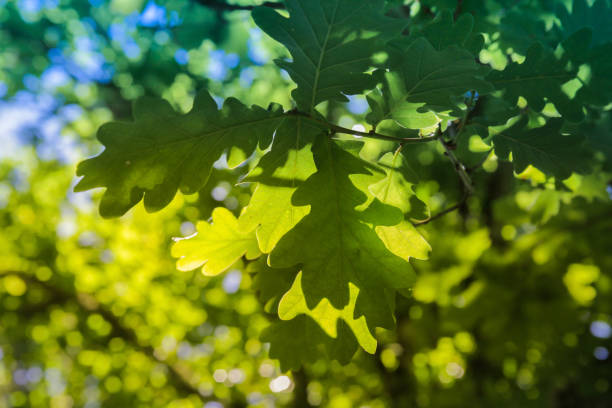 Oak leaves in the sun stock photo