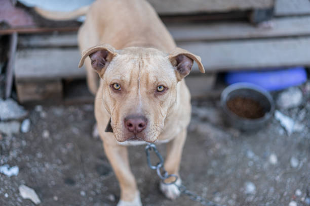 chiudi il cucciolo di pitbull che vive nel cortile sporco . - pit bull pit bull terrier dog pets foto e immagini stock