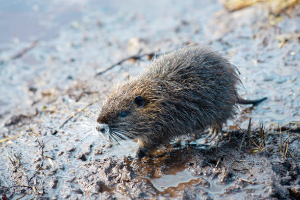 nutria, coypu herbivore, rongeur semi-aquatique membre de la famille des myocastoridae sur le lit de la rivière, bébés animaux, zones humides habintantes, rat de rivière - nutria rodent beaver water photos et images de collection