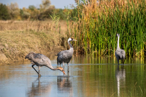 istock Eurasian crane (Grus grus) wanders through a pond in Hungary, Europe 1367407485