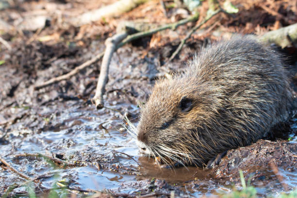 nutria, coypu herbivore, rongeur semi-aquatique membre de la famille des myocastoridae sur le lit de la rivière, bébés animaux, zones humides habintantes, rat de rivière - nutria rodent beaver water photos et images de collection