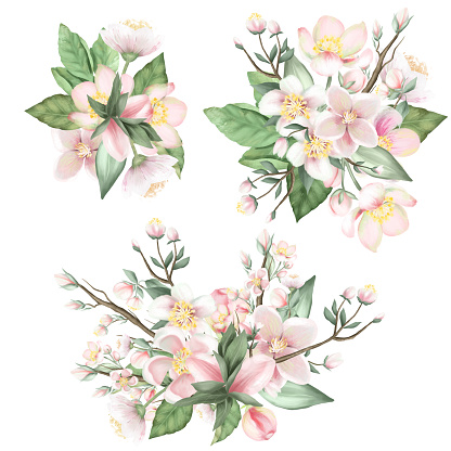 Set of spring blooming apple tree flower bouquets, hand drawn isolated illustration on white background