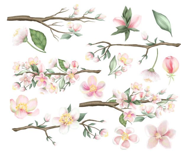 set von frühlingsapfelzweigen, blüten und blättern, handgezeichnete isolierte illustration auf weißem hintergrund - flower tree spring apple blossom stock-grafiken, -clipart, -cartoons und -symbole