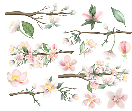 Set of spring apple tree branches, flowers and leaves, hand drawn isolated illustration on white background