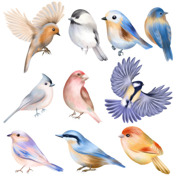 ●かわいい鳥の手描きセット、白い背景に孤立したイラスト - flying animal bird multi colored点のイラスト素材／クリップアート素材／マンガ素材／アイコン素材