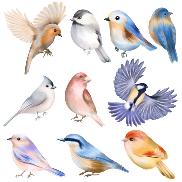 istock Set of hand drawn cute birds, isolated illustration on white background 1367408172