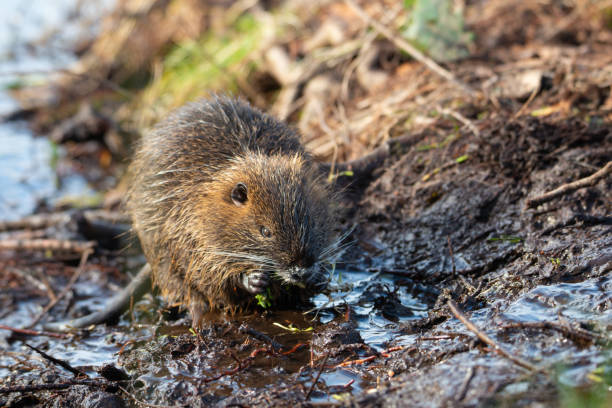 nutria, coypu herbivore, rongeur semi-aquatique membre de la famille des myocastoridae sur le lit de la rivière, bébés animaux, zones humides habintantes, rat de rivière - nutria rodent beaver water photos et images de collection