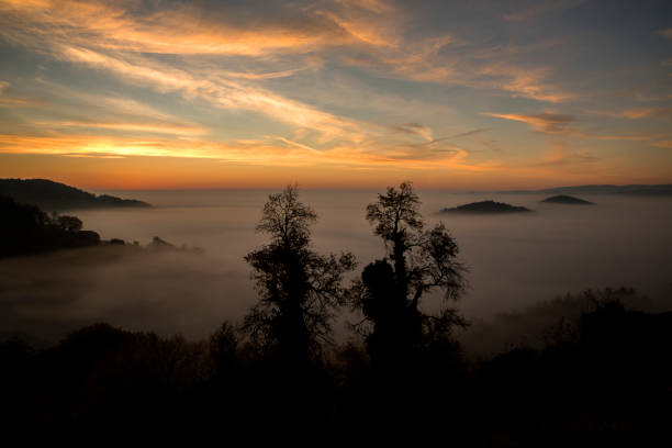 High resolution photograph of trees on a foggy autumnal day.