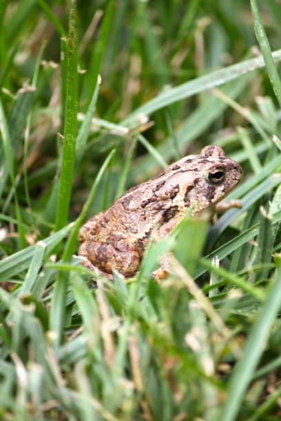 istock North American Fowlers Toad 1367409312
