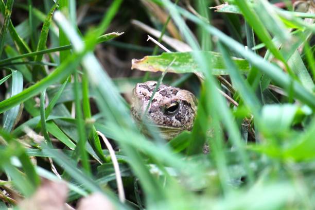 istock North American Fowlers Toad 1367409315