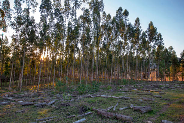 istock Eucalyptus plantation for wood production 1367409612