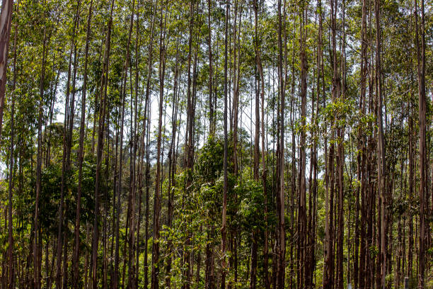 Eucalyptus plantation closeup. Sao Paulo state, Brazil.