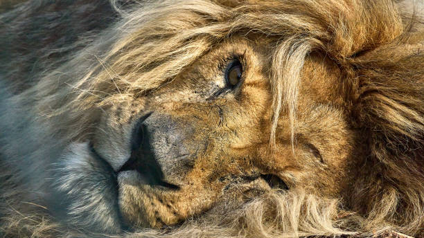 istock Male Lion, lying down horizontal to the camera - Panthera Leo 1367410709