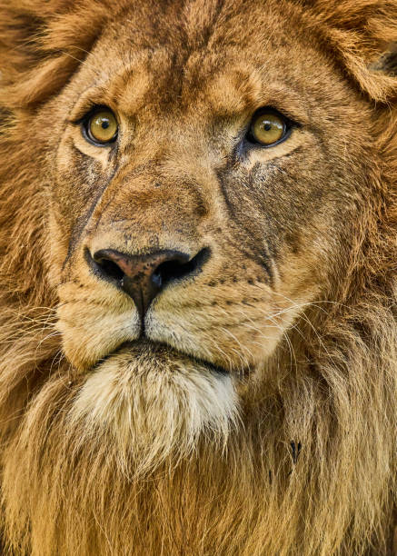 istock African Lion - Panthera Leo 1367411369