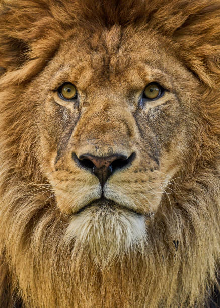 A vertical image of an African Lion, with a full mane