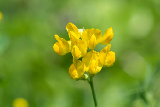 Close up of birds foot trefoil (lotus corniculatus) flowers in bloom