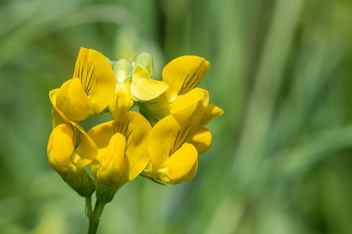 Close up of birds foot trefoil (lotus corniculatus) flowers in bloom