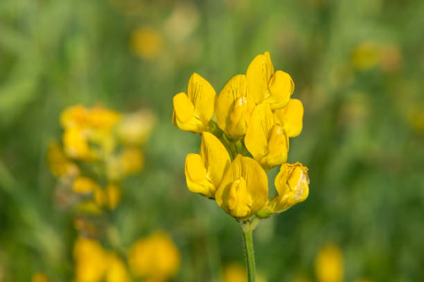 Close up of birds foot trefoil (lotus corniculatus) flowers in bloom