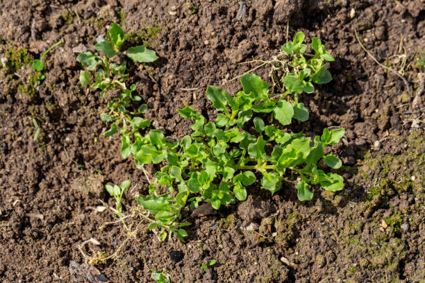 Stellaria media stem and leaf chickweed Stellaria media stem and leaf chickweed. High quality photo stellaria media stock pictures, royalty-free photos & images