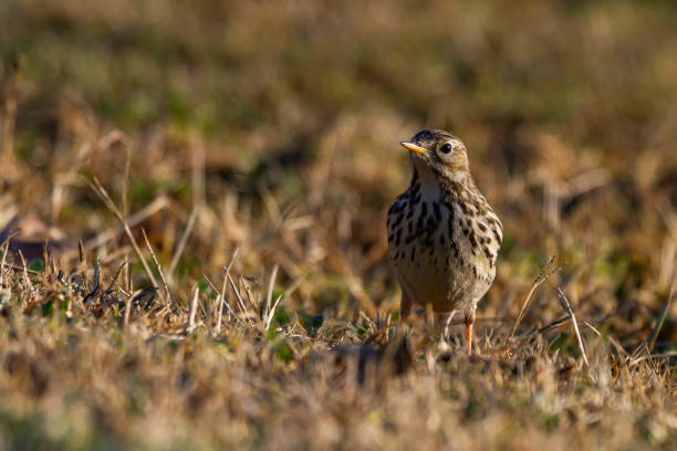 istock Eurasian Skylark » Alauda arvensis 1367412538