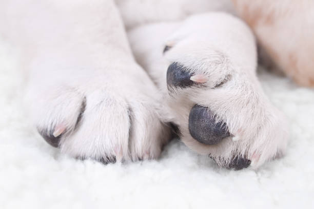 Labrador puppy dog paw nail claw trim grooming closeup Closeup of labrador retriever puppy dog paw nail claws. Pet animal spa salon grooming and trim. Cute yellow lab close up sleeping on bed with blanket pillow before vet surgery or pamper fur groom dog paw padding close up stock pictures, royalty-free photos & images