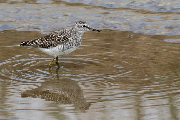 istock Bastard walkers (Tringa glareola) in the water 1367414015