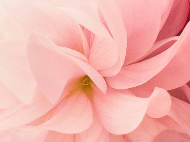 Horizontal extreme closeup photo of the pink toned petals and golden centre of a Dahlia flower in Summer.