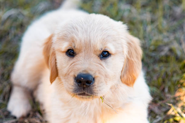 istock Golden retriever puppy 1367415612