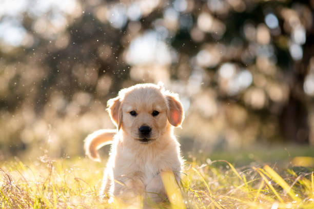 istock Golden retriever puppy 1367416381
