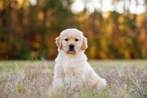 Golden retriever puppy playing at a park field at sunset with golden trees in the background. Portrait of a cute puppy in a field. Dog outdoors.