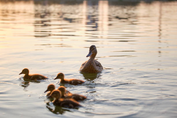 Wild duck family of mother bird and her chicks swimming on lake water at bright sunset. Birdwatching concept Wild duck family of mother bird and her chicks swimming on lake water at bright sunset. Birdwatching concept. duck family stock pictures, royalty-free photos & images