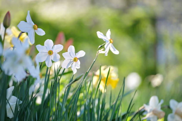 istock White tender narcissus flowers blooming in spring sunny garden 1367416751