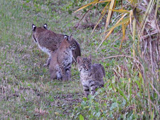 istock Bobcat (Lynx rufus) - Mom and kittens 1367416890