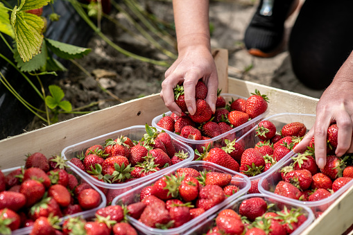 Strawberry field on a fruit farm. Fresh ripe organic strawberry in a crate on the strawberry plantation. A young woman is putting plastic boxes with strawberries in a crate, arranging them for sale.
