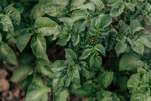 Close-up. Potato plant in early summer. Potato growing in the field. Agriculture and organic farm. Green leaves of the potato plant and a ladybug on it.