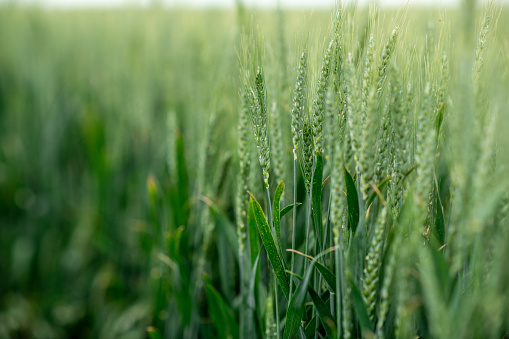 Green ears of wheat in the field. Green young wheat swaying in the wind. It will be a fruitful harvest.