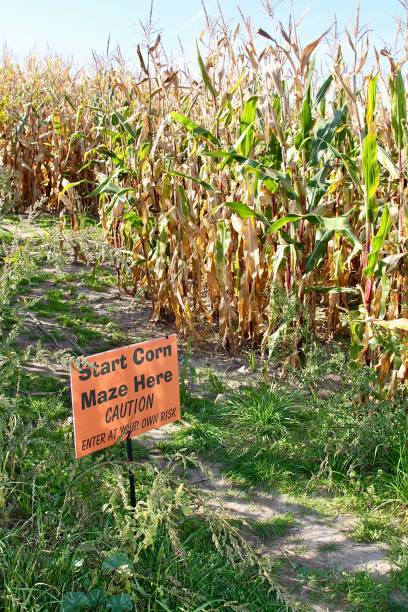 istock Entrance To A Corn Maze 1367418164