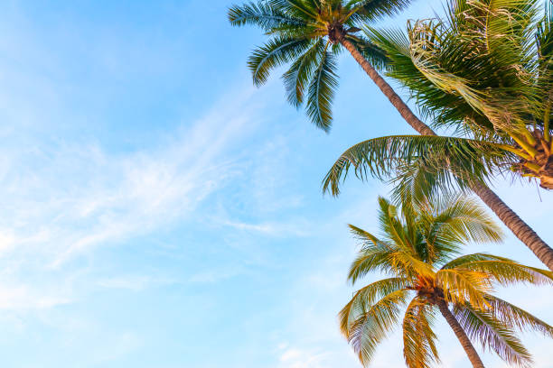 istock Palm trees against the blue sky 1367419042