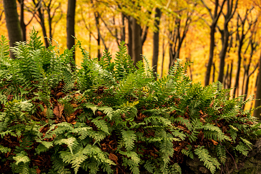 Close-up of a cluster of common polypody fern (Polypodium vulgare) with a colorful autumn forest in the background, Ith Ridge, Weser Uplands, Germany