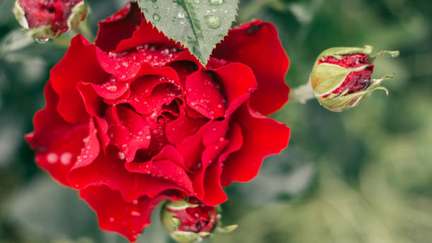 大きなオマージュの赤い花の植物の画像をクローズアップバーバラ波状のバラは、焦点の緑の背景からぼやけました。 - foliated ストックフォトと画像