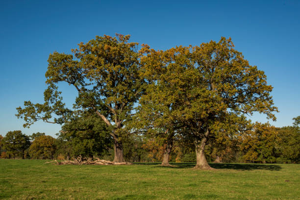 istock Group of mighty oak trees (Quercus robur) under a clear blue sky 1367421812