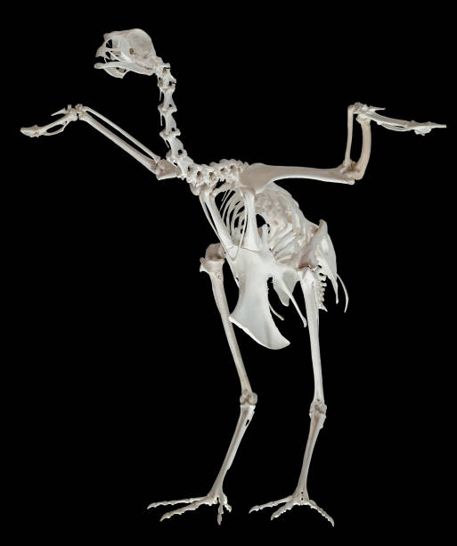 istock A photo of a real turkey skeleton. 1367422575