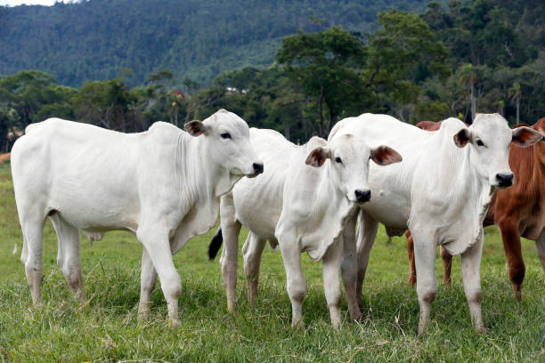 istock Cattle in the pasture, Brazil 1367422719