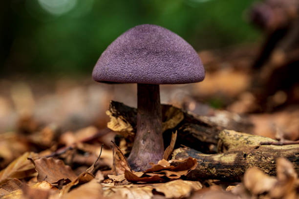 istock Purple-capped mushroom in a forest, probably a violet cort or violet webcap (Cortinarius violaceus) 1367423280